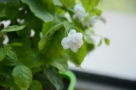 小白花
