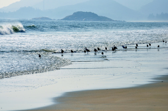 大海 白鷺