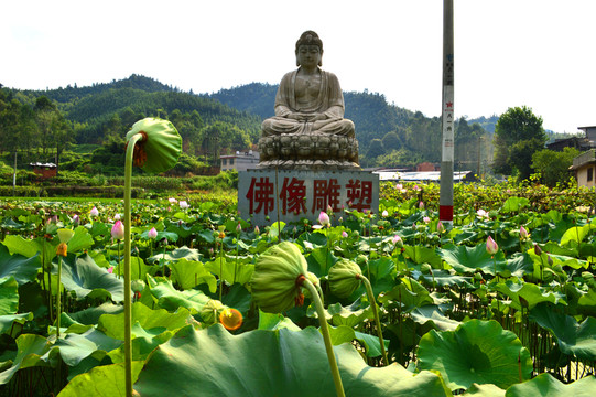 荷花池