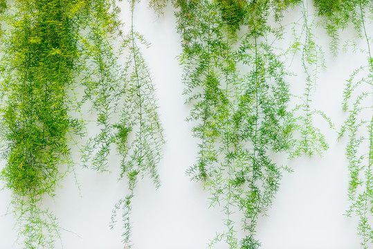 綠色植物墻
