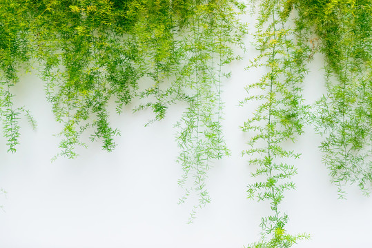 植物墻