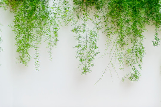 植物墻