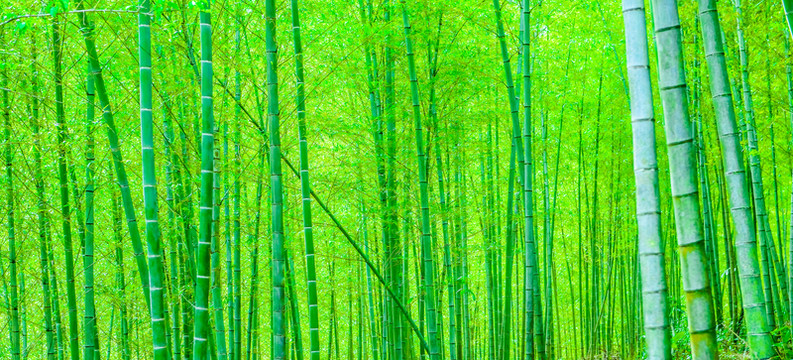 竹林寬幅