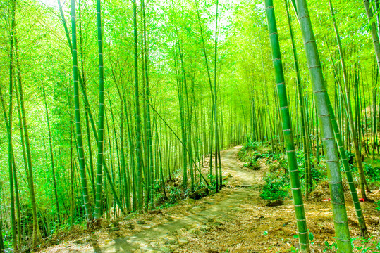 竹林小路