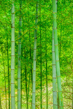 竹林豎幅