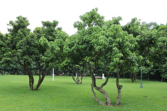 荔枝樹(shù)