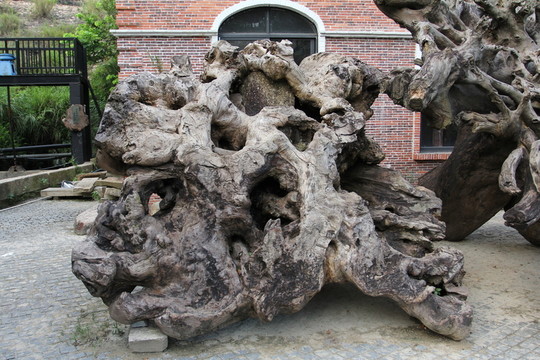 老樹根