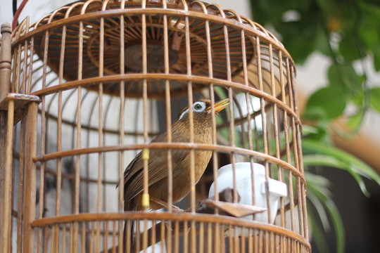 籠中鳥
