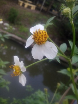 小野花