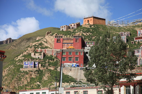 青海玉樹(shù)
