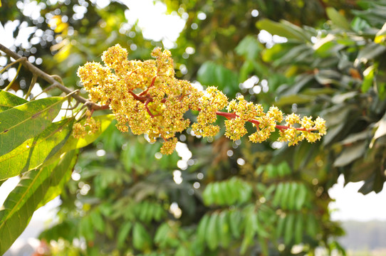 芒果樹花