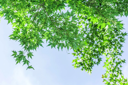 綠葉背景圖案