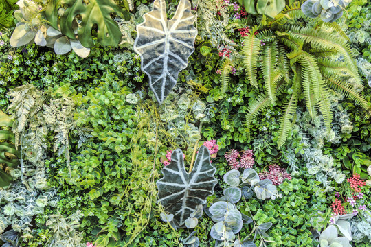 植物墻