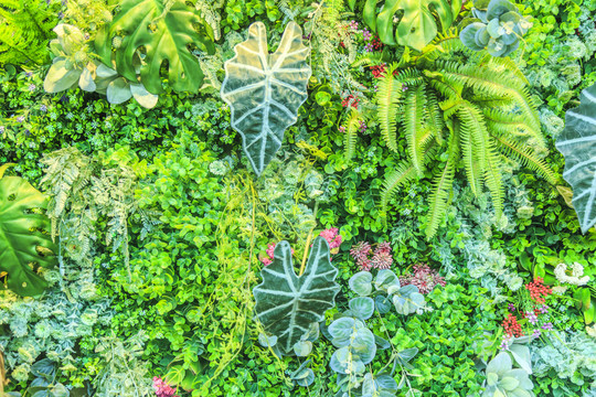 植物墻