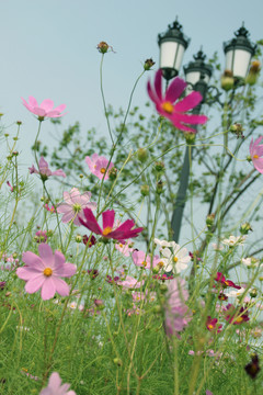 格桑花
