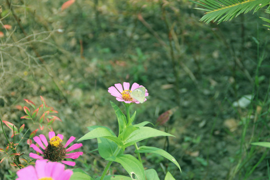 花