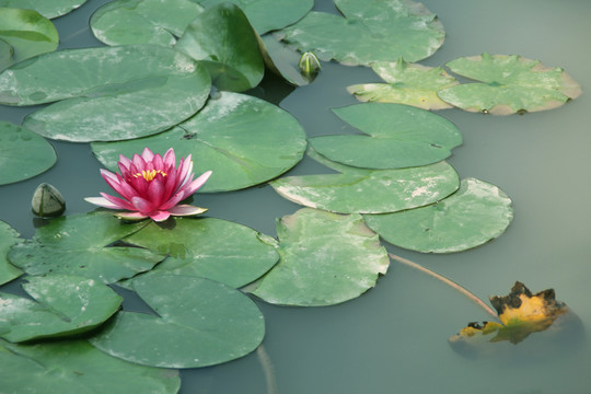 蓮花