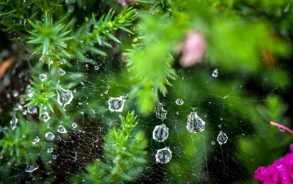 雨后露珠