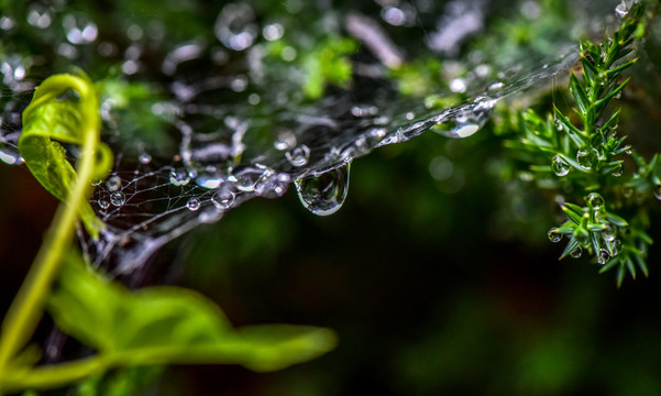 雨后露珠