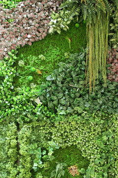 綠植 植物墻 植物