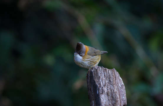 黃頸鳳鹛