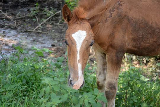 小馬