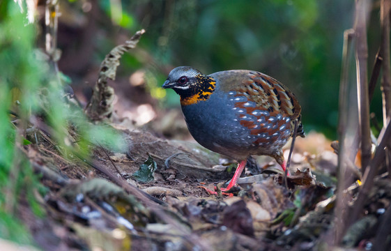紅胸山鷓鴣  林鳥