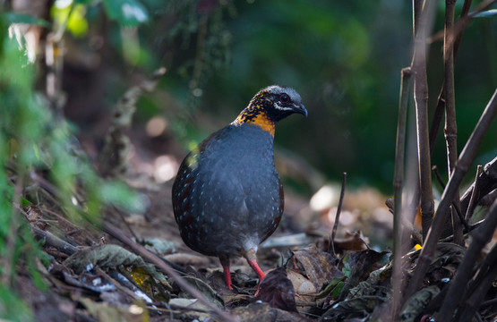 紅胸山鷓鴣  林鳥