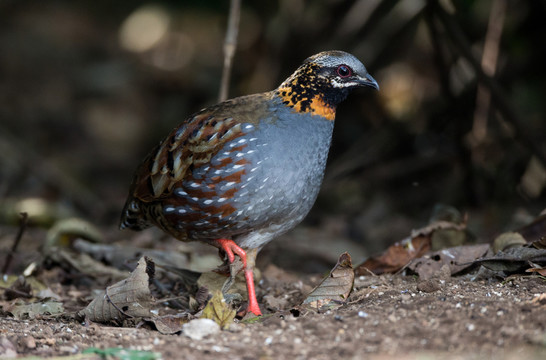 紅胸山鷓鴣  林鳥