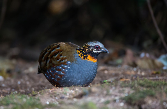 紅胸山鷓鴣  林鳥
