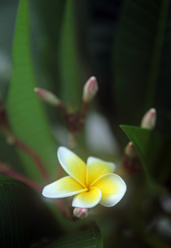 雞蛋花