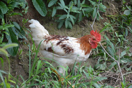 生態(tài)雞