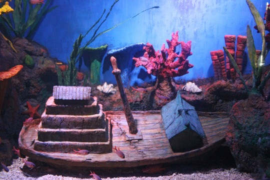 觀賞魚 海洋動(dòng)物