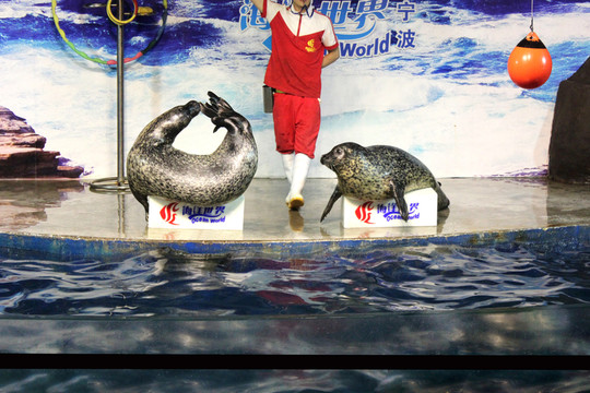 海洋動物 海豹