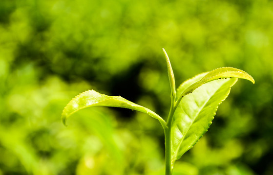 白雞冠茶芽