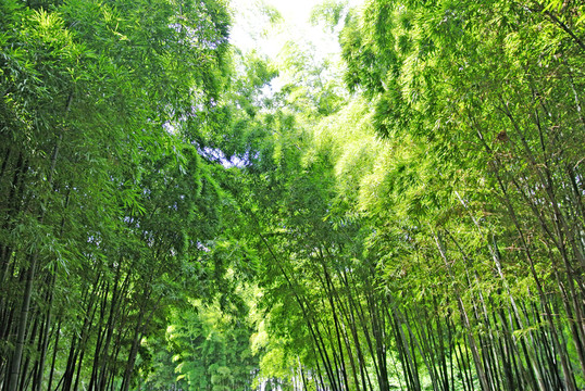 竹海竹林素材背景 竹子竹葉