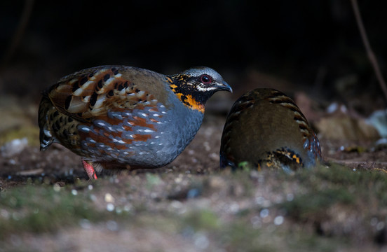 紅胸山鷓鴣 林鳥