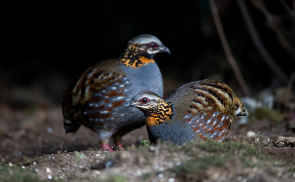 紅胸山鷓鴣 林鳥