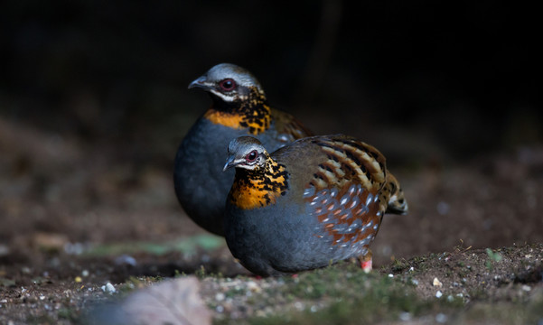 紅胸山鷓鴣 林鳥(niǎo)