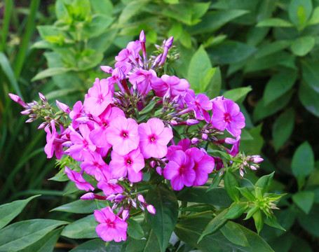 鮮花