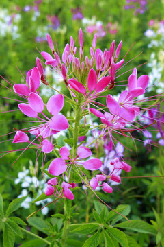 花草