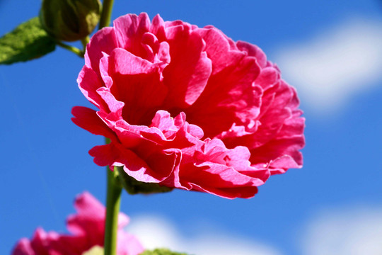 芍藥