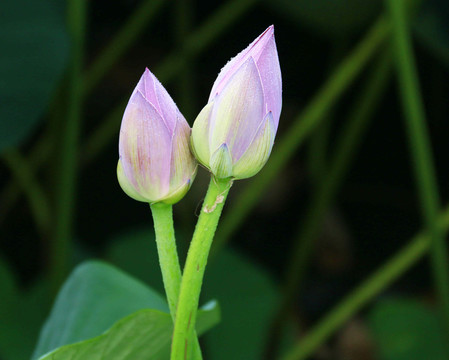 花蕾