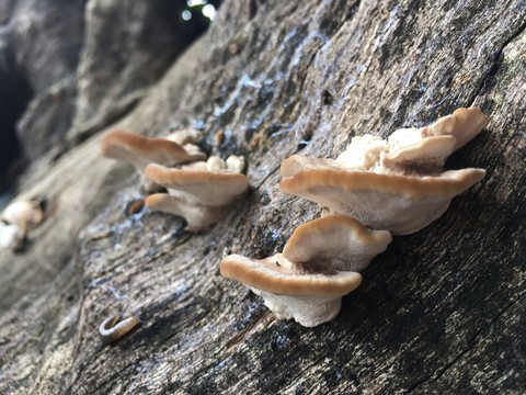 樹上長出來的蘑菇