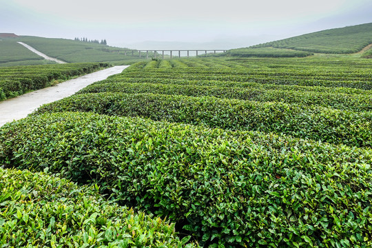 毛尖茶園