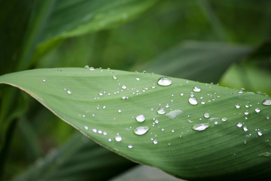 綠葉 水珠