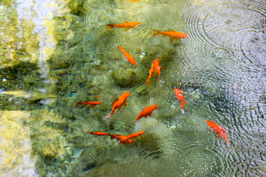 泉水 游魚