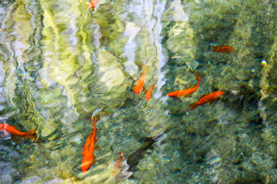 泉水 游魚