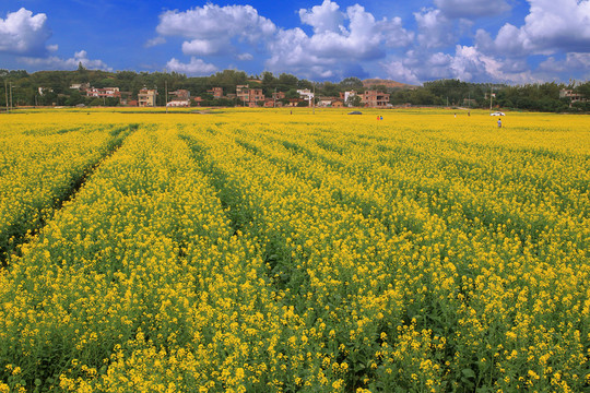 惠州觀音閣油菜花基地