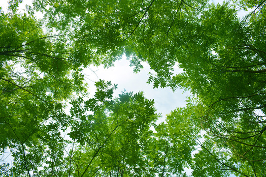 綠樹